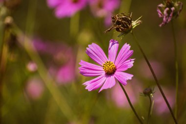 Narin pembe bahçe kozmosu (kozmos bipinnatus) sonbaharın başlarında açan çiçek, fotokopi alanı ile çiçekli arka plan