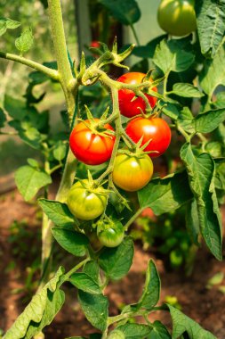 Kırmızı olgun domatesler, kopyalama alanı olan bir serada organik olarak yetişiyor.