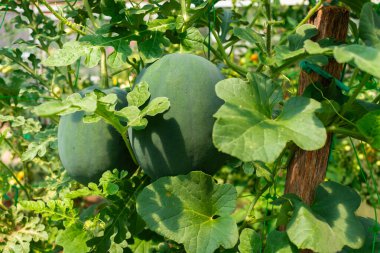 Küçük bir serada organik olarak yetişmiş karpuzlar.