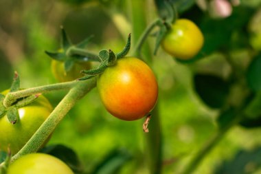 Kırmızı olgun domatesler, kopyalama alanı olan bir serada organik olarak yetişiyor.