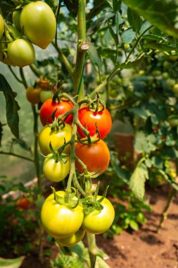 Kırmızı olgun domatesler, kopyalama alanı olan bir serada organik olarak yetişiyor.