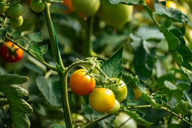 Olgunlaşmamış domatesler, fotokopi alanı olan bir serada organik olarak yetişiyor.