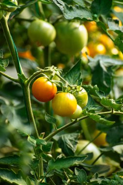Olgunlaşmamış domatesler, fotokopi alanı olan bir serada organik olarak yetişiyor.