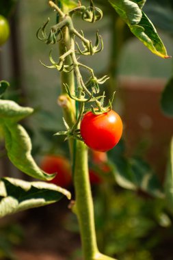 Kırmızı olgun domatesler, kopyalama alanı olan bir serada organik olarak yetişiyor.