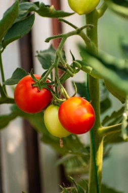 Kırmızı olgun domatesler, kopyalama alanı olan bir serada organik olarak yetişiyor.