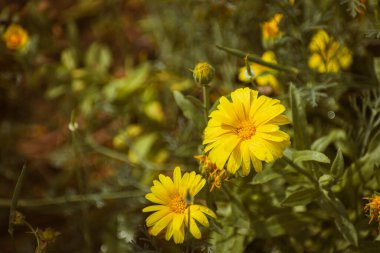 Golden calendula officinalis or pot marigold blooming, floral background with copy space clipart