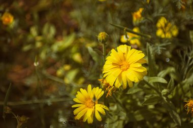 Golden calendula officinalis or pot marigold blooming, floral background with copy space clipart