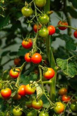 Kırmızı olgun domatesler, kopyalama alanı olan bir serada organik olarak yetişiyor.