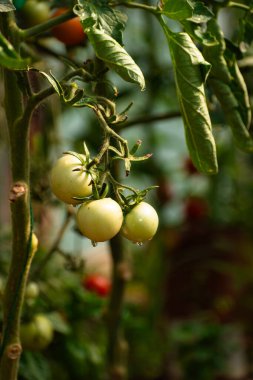 Olgunlaşmamış domatesler, fotokopi alanı olan bir serada organik olarak yetişiyor.