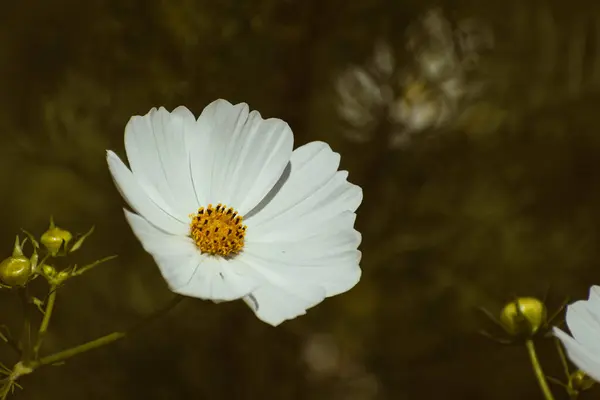 stock image Delicate white garden cosmos (cosmos bipinnatus) flower blooming in autumn