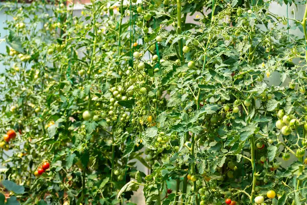 stock image Row of organically grown tomato plants in greenhouse