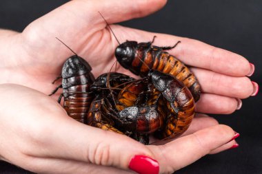 Elinde madagaskar tıslayan hamamböcekleri tutan kadın.