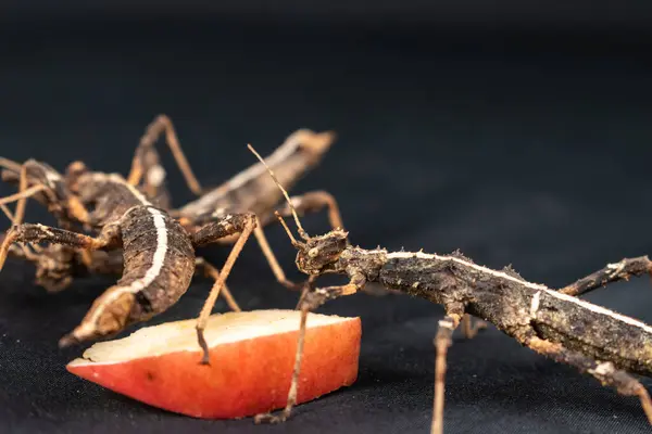 stock image Close up of extatosoma tiaratum