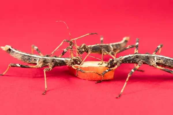 stock image Close up of extatosoma tiaratum