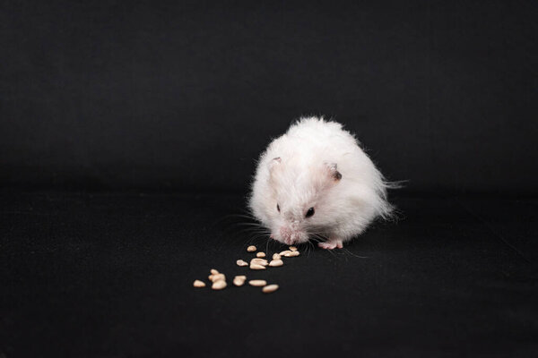 Cute white golden hamster with black background