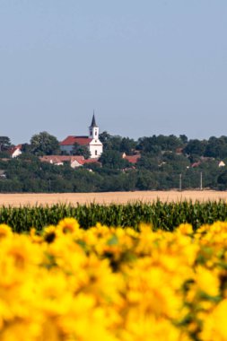 Macar kırsalındaki altın ayçiçeği tarlası, doğa arka planı.