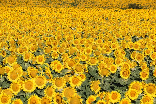 Kırsaldaki altın ayçiçeği tarlası, doğa arka planı.