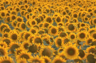 Kırsaldaki altın ayçiçeği tarlası, doğa arka planı.