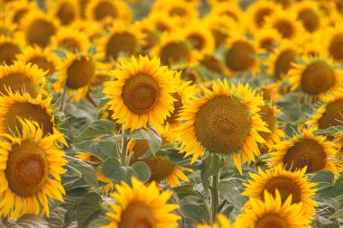 Kırsalda altın ayçiçeği, doğa arka planı