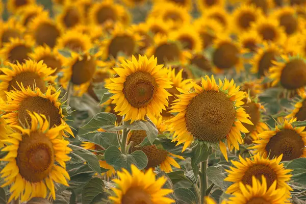 Kırsaldaki altın ayçiçeği tarlası, doğa arka planı.