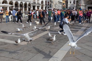 Venedik - İtalya - 21 Ekim 2022 - San Marco Meydanı 'nda martılar