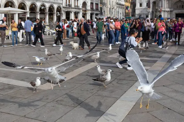 Venedik - İtalya - 21 Ekim 2022 - San Marco Meydanı 'nda martılar