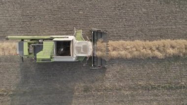 Buğday tarlasında çalışan hasat makinesi. Tarım, zengin hasat. Yemek krizi. Teknolojinin tarlalardaki işi. Tahıl, kulaklar. Tarım makinesini birleştirip altın olgun buğday tarlasını hasat edin.. 