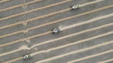 Buğday tarlasında çalışan hasat makineleri. Tarım makinesini birleştirerek altın olgun buğday tarlası hasat ediyoruz. Tarım, zengin hasat. Yemek krizi. Teknolojinin tarlalardaki işi. Tahıl, kulaklar.