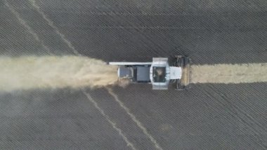 Buğday tarlasında çalışan hasat makinesi. Tarım, zengin hasat. Yemek krizi. Teknolojinin tarlalardaki işi. Tahıl, kulaklar. Tarım makinesini birleştirip altın olgun buğday tarlasını hasat edin.. 