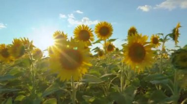 Sahada ayçiçekleri. Ayçiçeği ve bitkisel yağ reklamı. Ayçiçeği tarlaları ve çayırlar. Büyük çiçek açan ayçiçeği tomurcukları olan arka plan ve ekran koruyucuları. Ay çekirdeği.