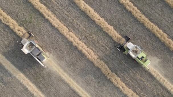 Sklizňové Stroje Pracující Pšeničném Poli Kombinovat Zemědělské Stroje Sklízející Zlaté — Stock video