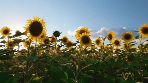 Соняшникові Поля Луки Знімок Рекламної Оголошення Про Соняшник Рослинну Олію — стокове відео