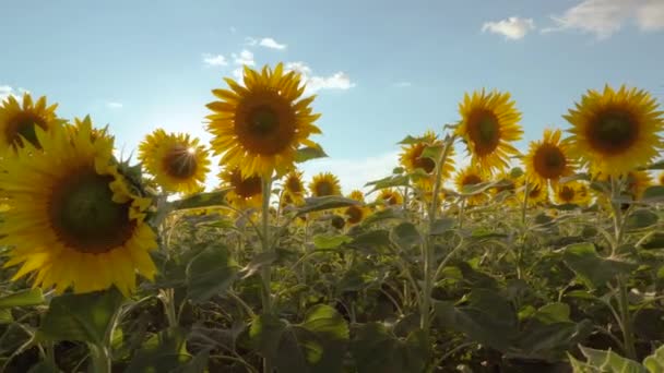 Napraforgómezők Rétek Egy Kép Egy Napraforgó Növényi Olaj Reklámról Botanika — Stock videók