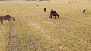 Atlar çayırda otluyor. Yeşil tarlalarda otlayan çiftlik atı memelileri. Dışarıda çim yiyen at. Büyük bir at sürüsü. Görüş mesafesi, at çiğneme. Doğa. Özgürlük için. Çiftlik hayvanları.