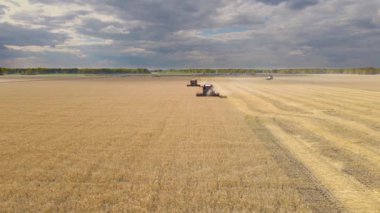 Buğday tarlasında çalışan hasat makineleri. Tarım makinesini birleştirerek altın olgun buğday tarlası hasat ediyoruz. Tarım, zengin hasat. Yemek krizi. Teknolojinin tarlalardaki işi. Tahıl, kulaklar.