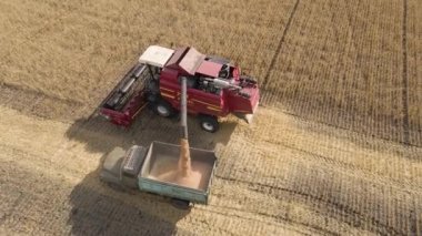Hasat aracı tarladaki kamyona tahıl döker. Makineler yeni hasat edilmiş buğday gibi. Tarım traktörü gün batımında buğday tarlası hasat ediyor. Tarım sektöründe üretim süreci. Tahıl, kulak, yiyecek..