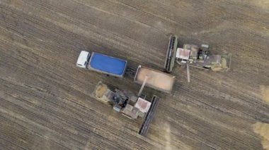 Hasat aracı tarladaki kamyona tahıl döker. Makineler yeni hasat edilmiş buğday gibi. Tarım traktörü gün batımında buğday tarlası hasat ediyor. Tarım sektöründe üretim süreci. Tahıl, kulak, yiyecek..