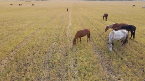 牧草地で馬の放牧 国内の農場では 緑の畑で哺乳類の放牧を行う 屋外で草を食べる馬 馬の大規模な群れ 立って 馬を噛む光景 自由よ — ストック動画