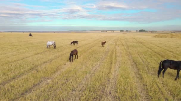 Paarden Grazen Het Weiland Binnenlandse Boerderij Paardachtigen Grazen Groene Velden — Stockvideo