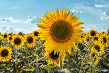 Ayçiçeği tarlaları ve çayırlar. Ayçiçeği ve bitkisel yağ reklamı. Botanik. Yağ tohumu ekimi. Hasat zamanı. Ay çekirdeği. Güneşte çiçekler. Umut ışığı.