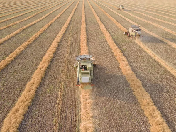 Buğday Tarlasında Çalışan Hasat Makineleri Tarım Makinesini Birleştirerek Altın Olgun — Stok fotoğraf