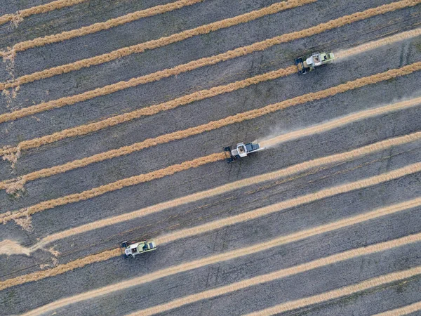 Buğday Tarlasında Çalışan Hasat Makineleri Tarım Makinesini Birleştirerek Altın Olgun — Stok fotoğraf