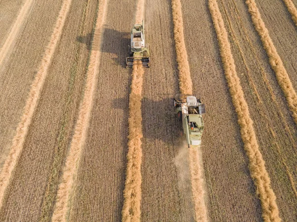 Харвестерні Машини Працюють Пшеничному Полі Єднайте Сільськогосподарську Машину Збираючи Золотисте — стокове фото
