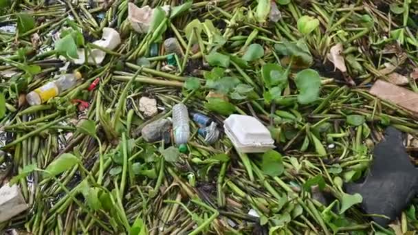 Water Hyacinth Garbage Floating River — Stock Video