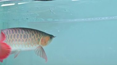 Akvaryum tankında 4K yüzen kırmızı arowana