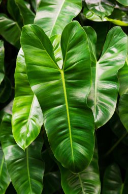 Philodendron Burle-Marx bitkisinin parlak yeşil yaprakları
