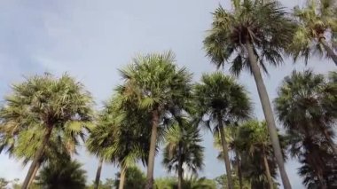 4K Carnauba Palmiye Rüzgarı