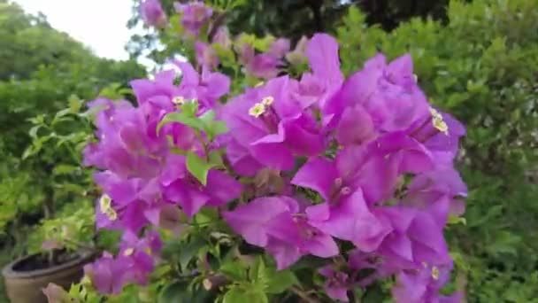 Zbliżenie Kwiatu Bugenwilli — Wideo stockowe