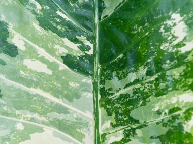 Aglaonema bitkisinin detaylarını kapat