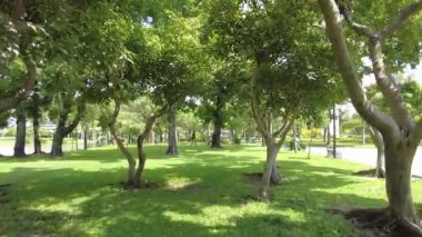 4K Şehir parkında dinlendirici yürüyüş